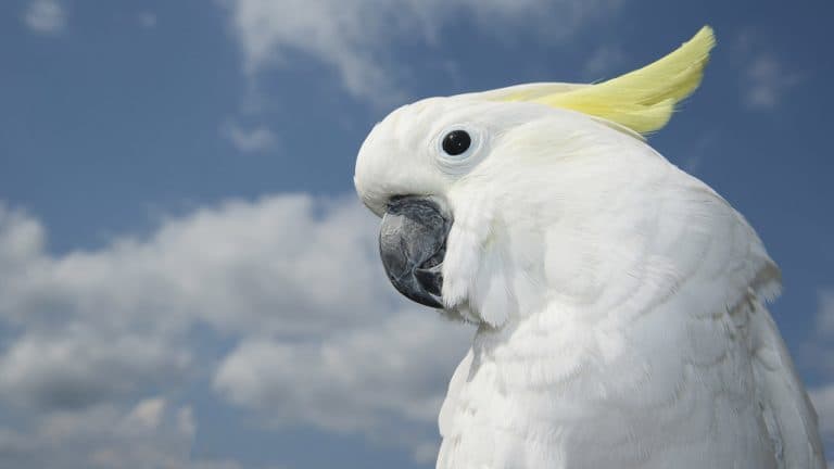 オウムとインコの日